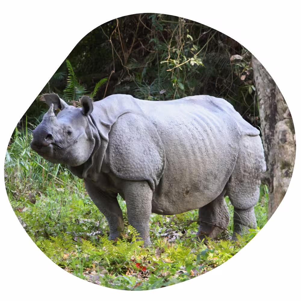 Book Your Kaziranga Safari