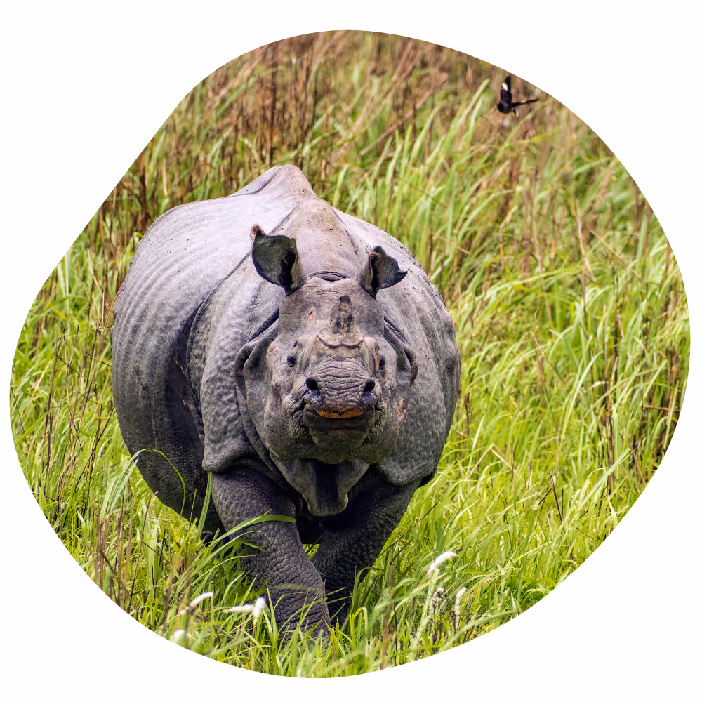 About Kaziranga National Park About Kaziranga National Park
