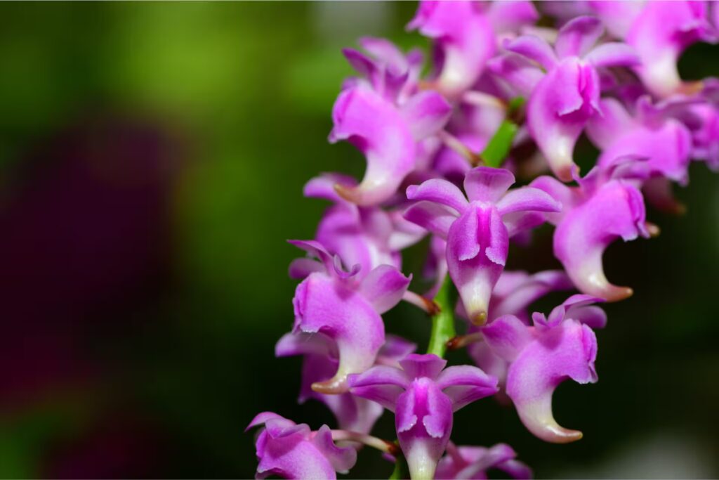 Aerides Multiflora