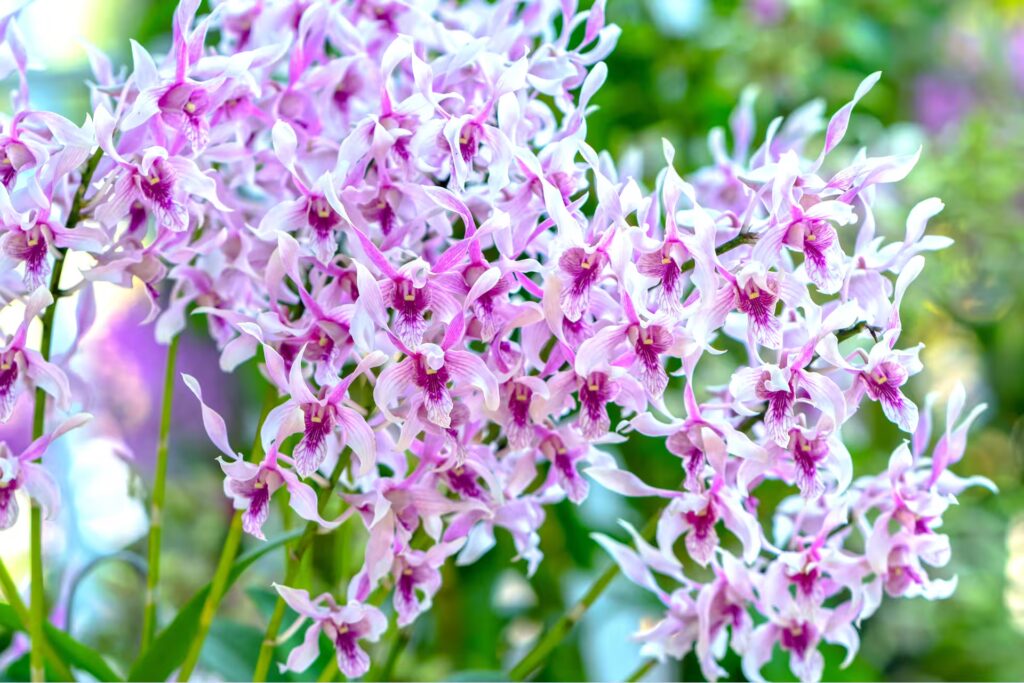 Dendrobium Aphyllum