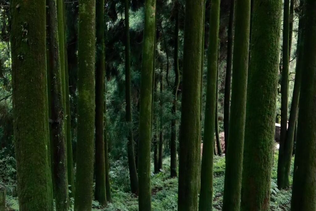 Bamboo Tree