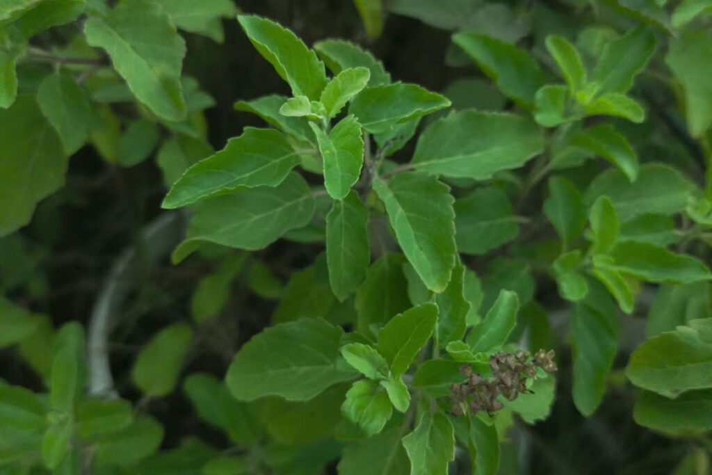 Tulsi Plant