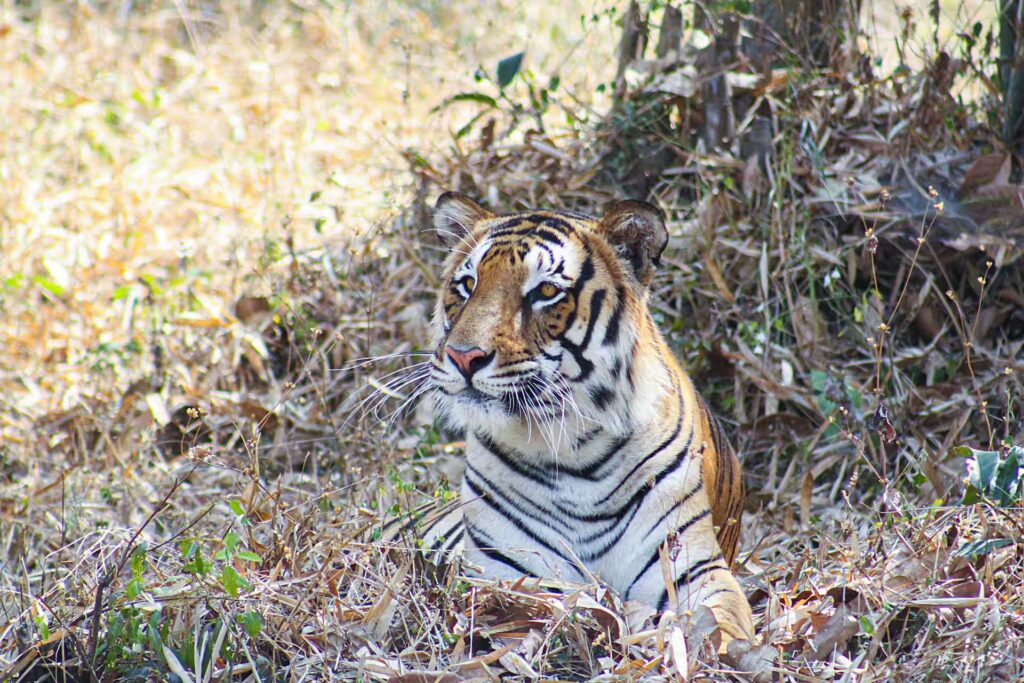 Bengal Tiger