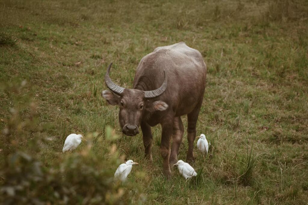 Water Buffalo and Egrets in Kaziranga National Park