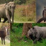 Rare and Endangered Animals Found in Kaziranga