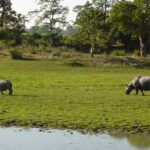 How Floods Shape Wildlife Movement in Kaziranga