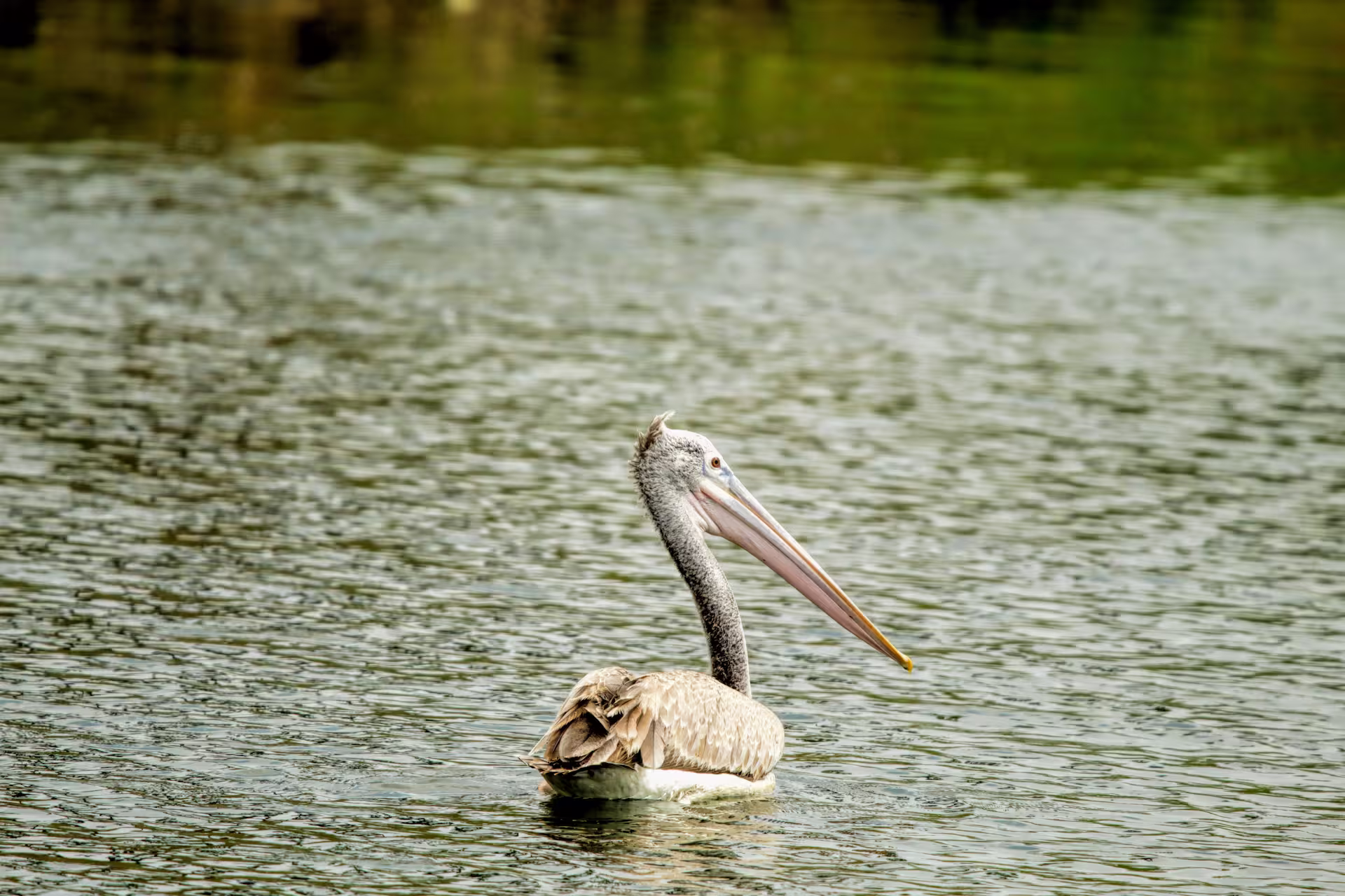 Spot billed pelican floating on calm water