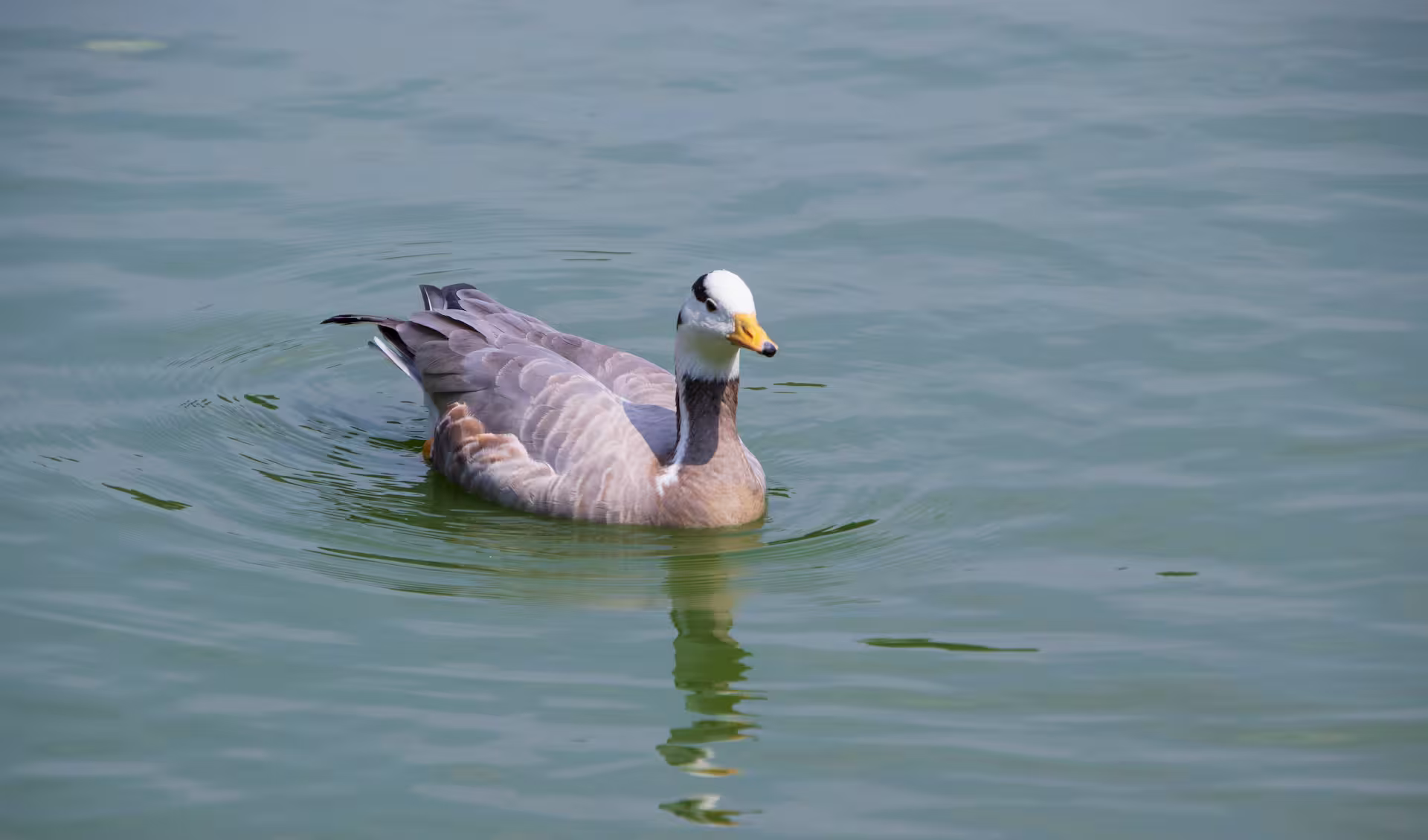 Bar headed goose swimming in freshwater lake