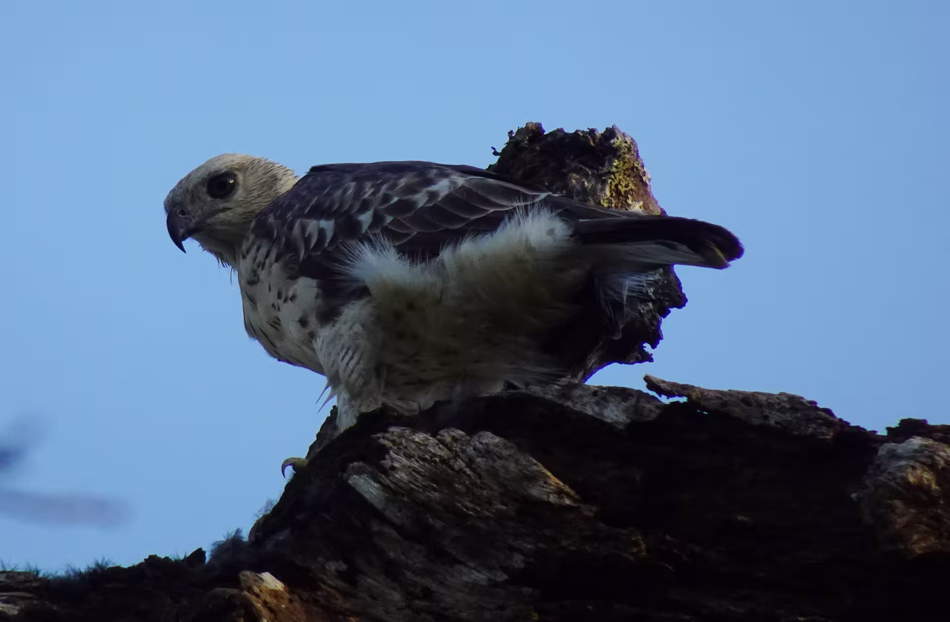 Pallas Fish Eagle resting on tree branch