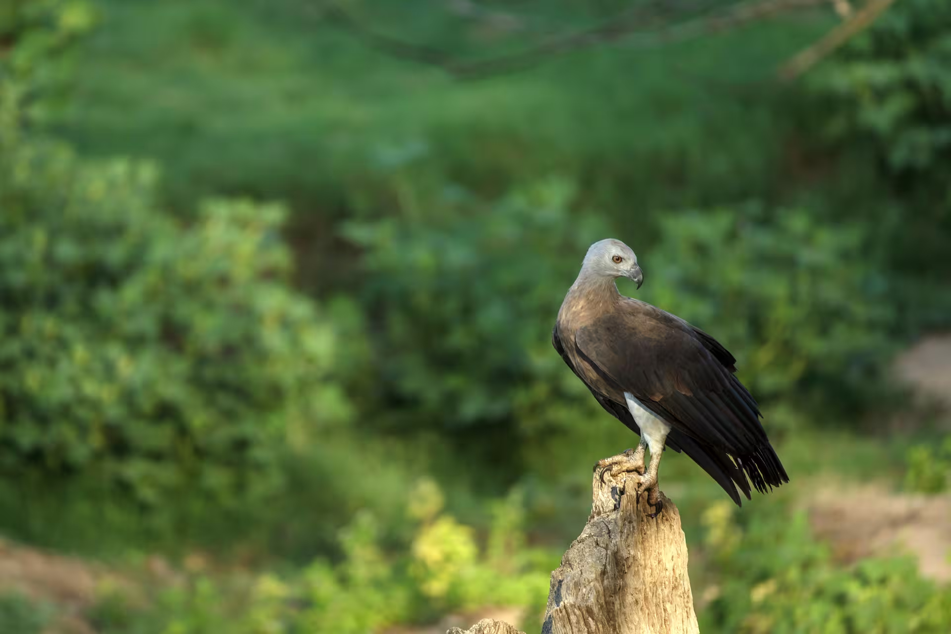Grey Headed Fish Eagle perched in forest habitat