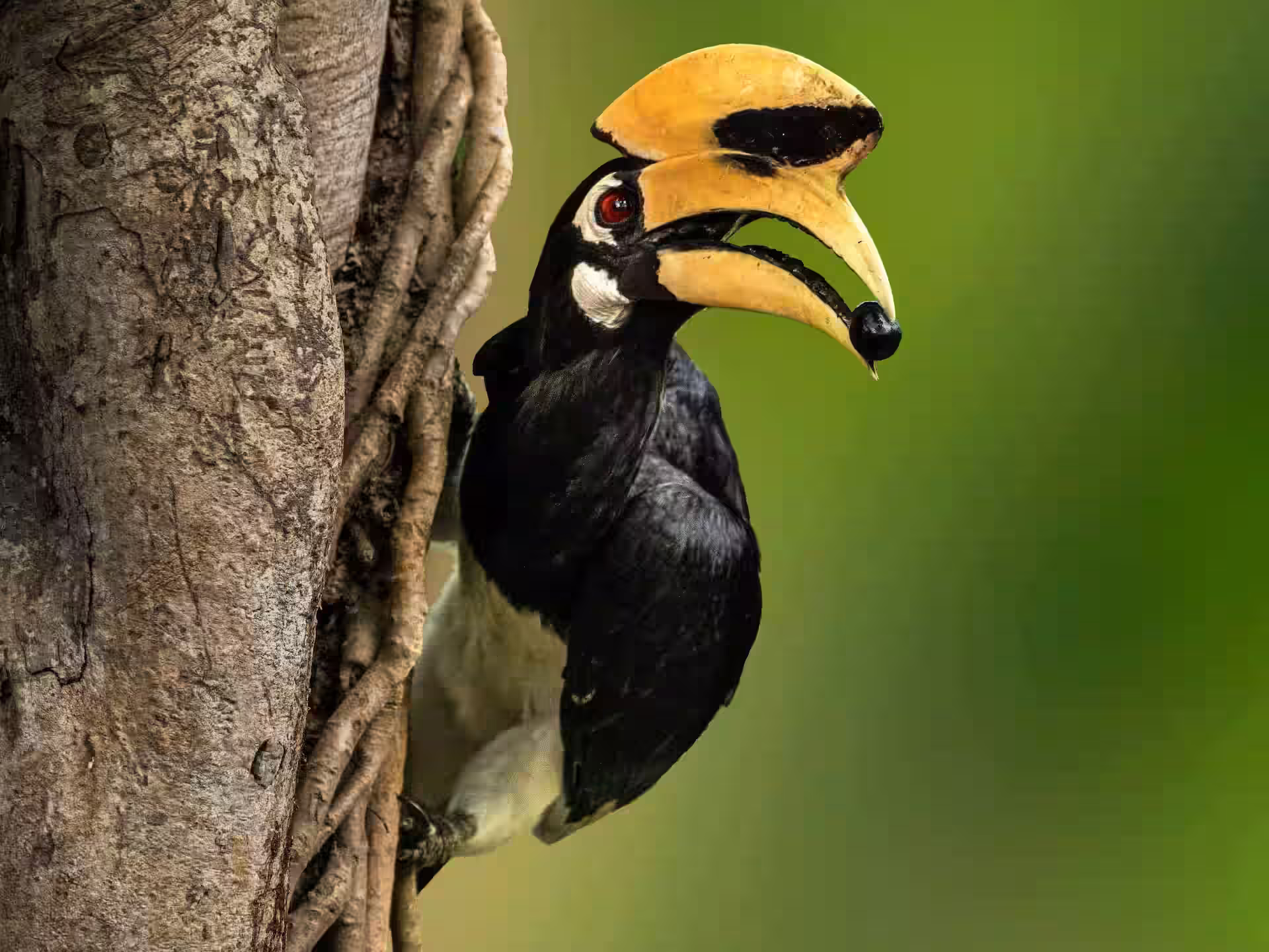 Oriental Pied Hornbill perched on tree trunk