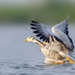 Bar headed goose flapping wings while lifting off from lake water