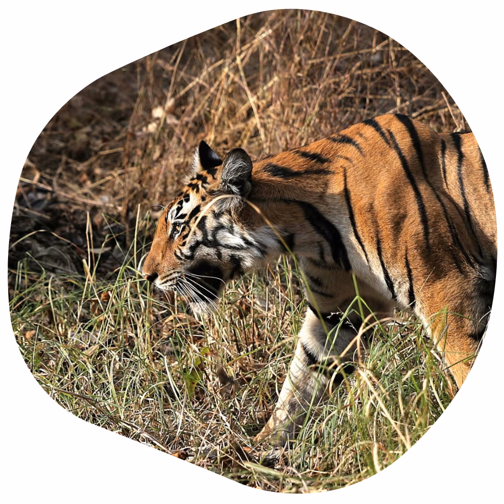 National Parks Near Panna