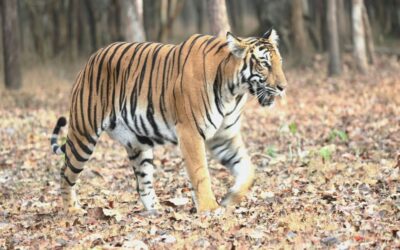 A First Time Visitor’s Wildlife Adventure