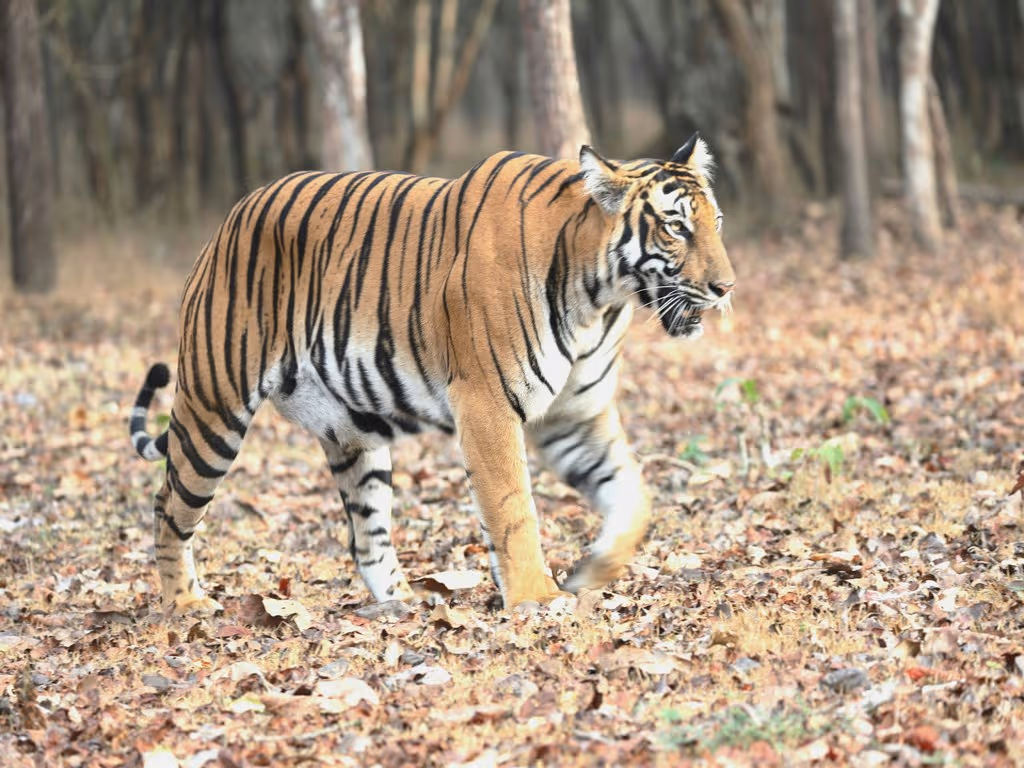 Panna - Khajuraho Safari
