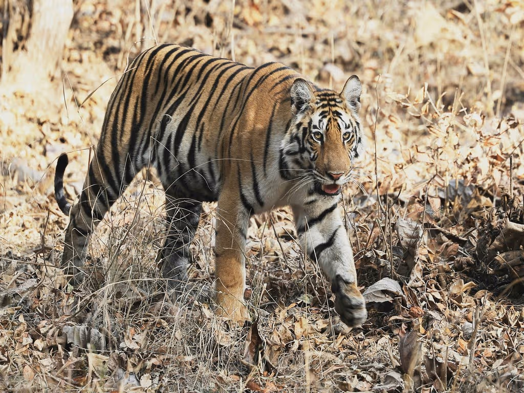 Panna, Khajuraho & Orchha Safari
