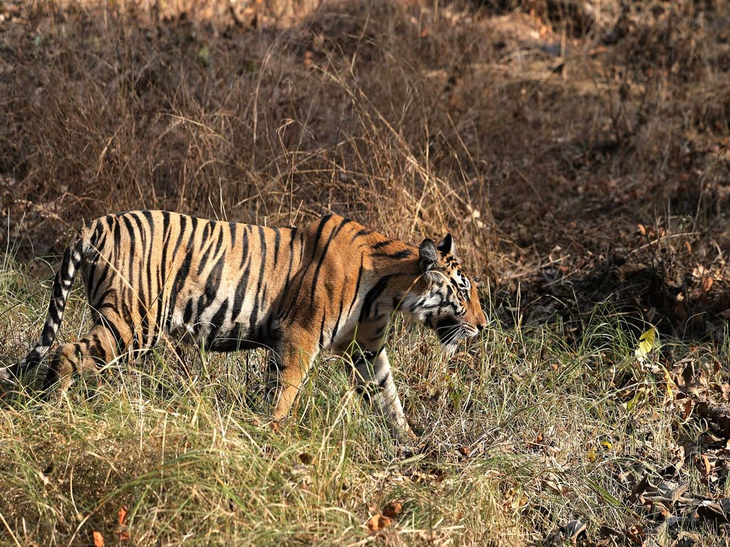 Panna & Orchha Safari Panna & Orchha Safari