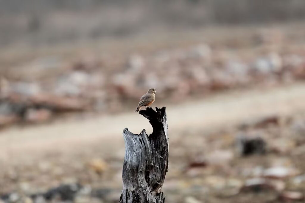 How to Reach Panna How to Reach Panna