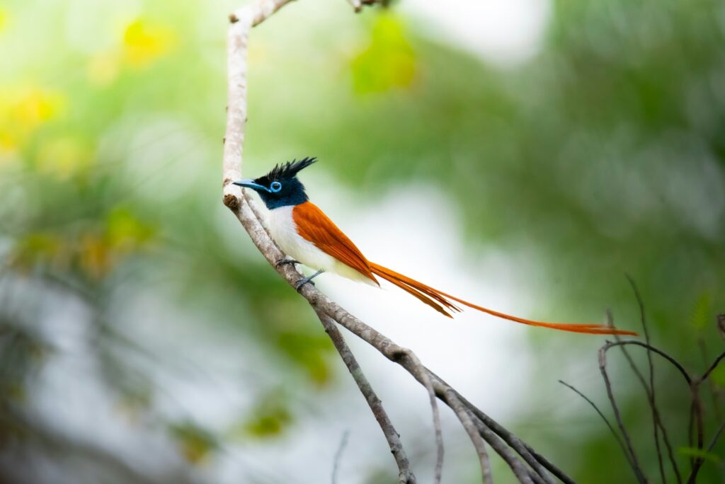 Satpura Indian Paradise Flycatcher