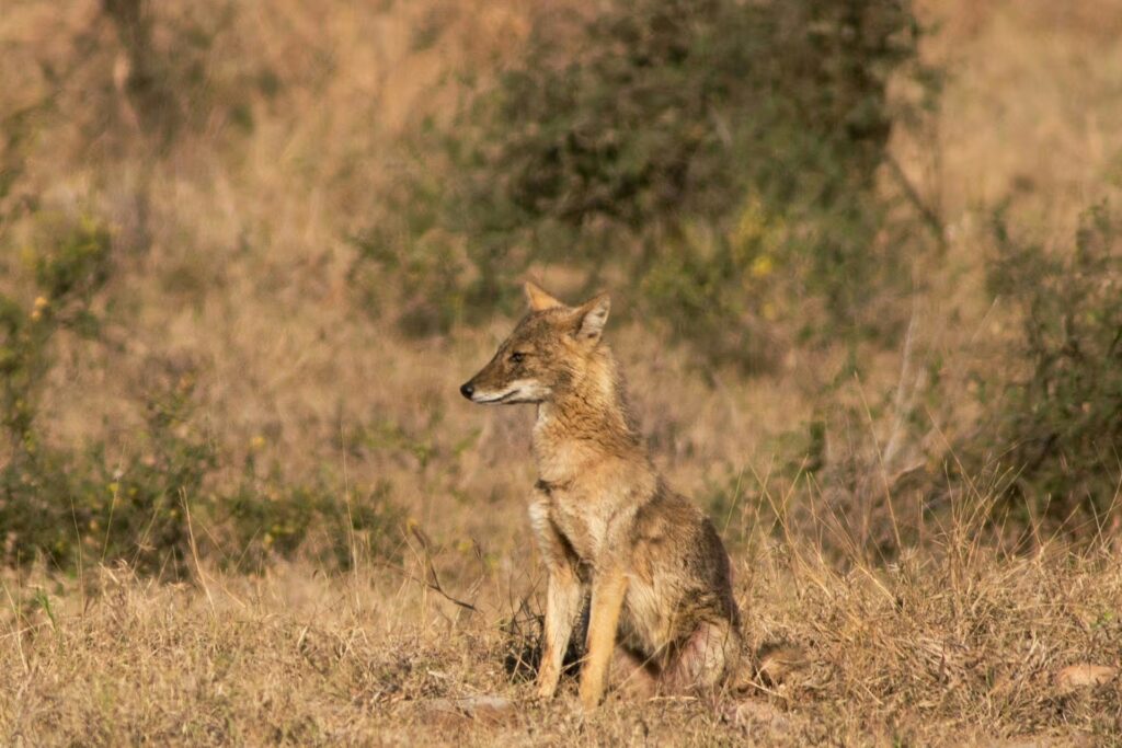 Indian Jackal