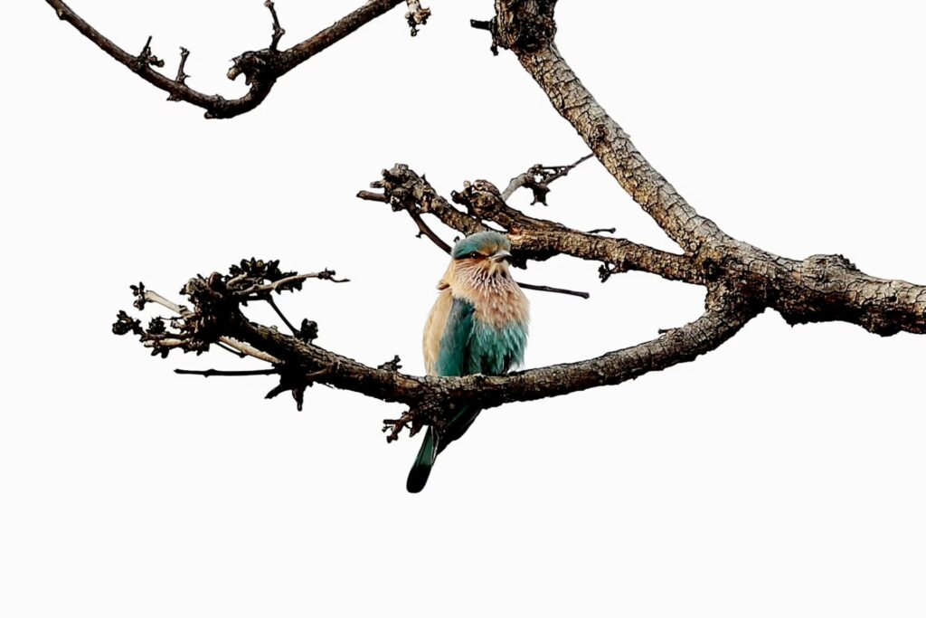 Indian Roller on Tree Branch