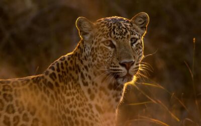 Wildlife of Panna National Park Tigers Leopards and More