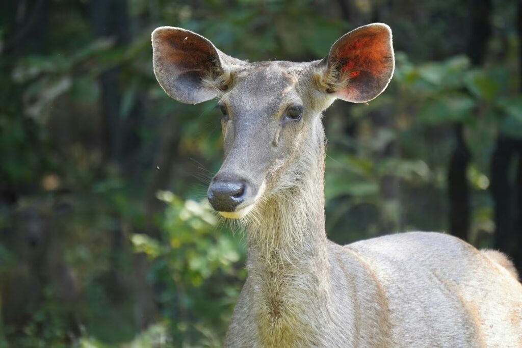 Top Things to Do in Panna