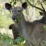 Safari Zones in Panna