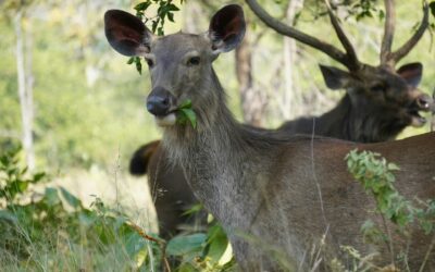 Core Zone vs Buffer Zone Safari in Panna: Which Should You Choose