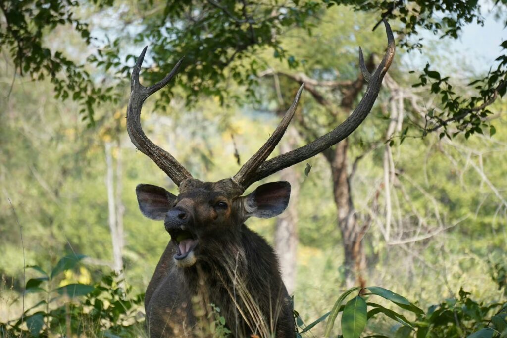 Sambar Deer Stag With Antlers