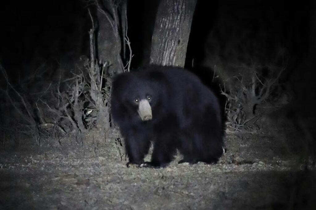 Wildlife Photography in Panna Wildlife Photography in Panna