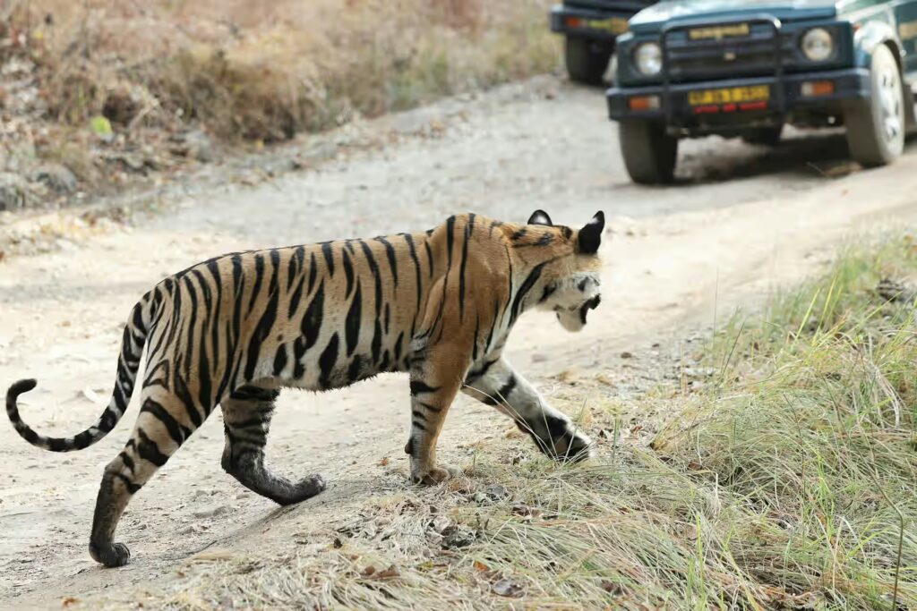 Best Time to Visit Panna