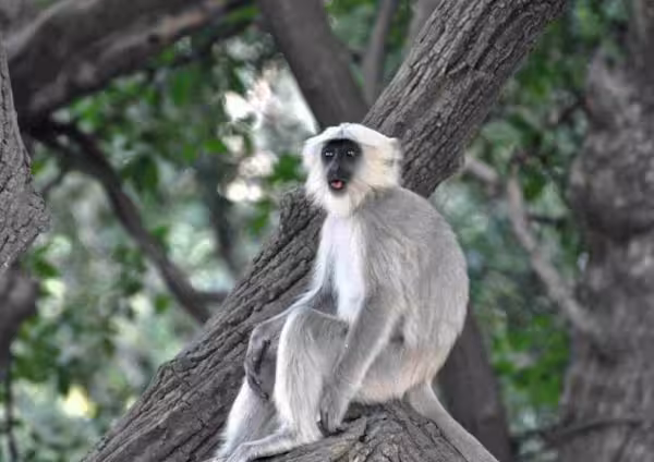 Indian Langur