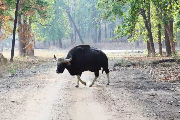 Indian Wild Bison
