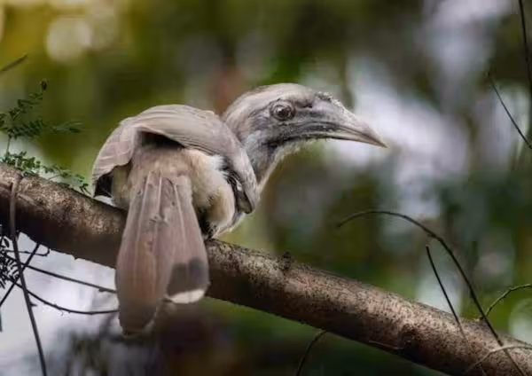 Indian Grey Hornbill