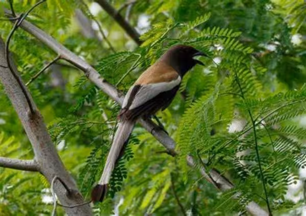 Rufous Treepie
