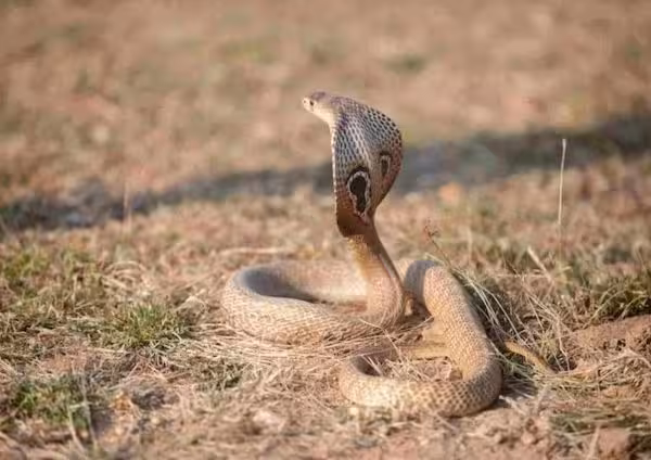 Spectacled Cobra