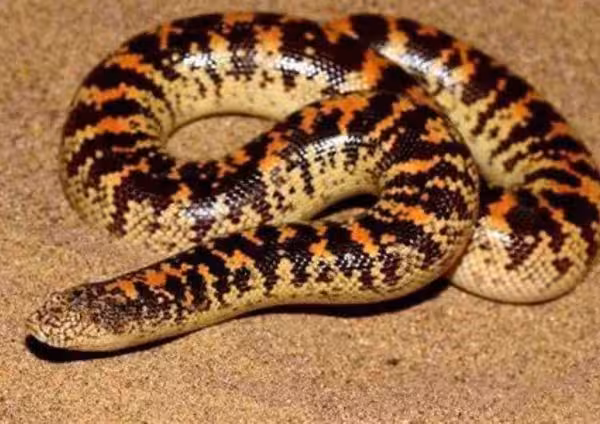 Checkered Keelback