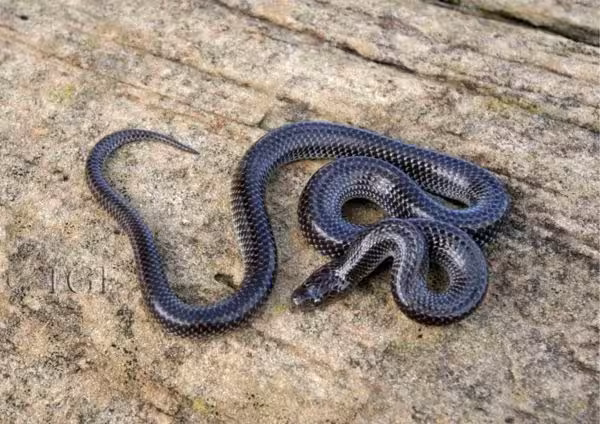 Common Wolf Snake