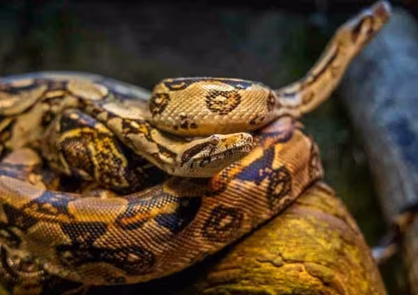 Indian Rock Python