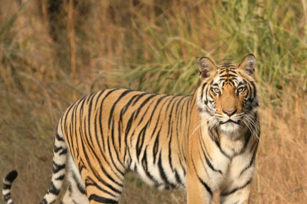 Single Seat Tatkal Permit Booking in Panna