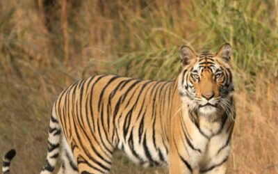 Best Time to Visit Panna National Park for Tiger Sightings