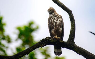 How to Plan a Panna National Park Trip from Delhi or Bhopal