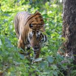 Tiger in Grassy Field