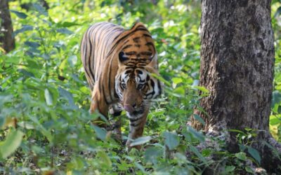 The Story of Tiger Reintroduction in Panna National Park