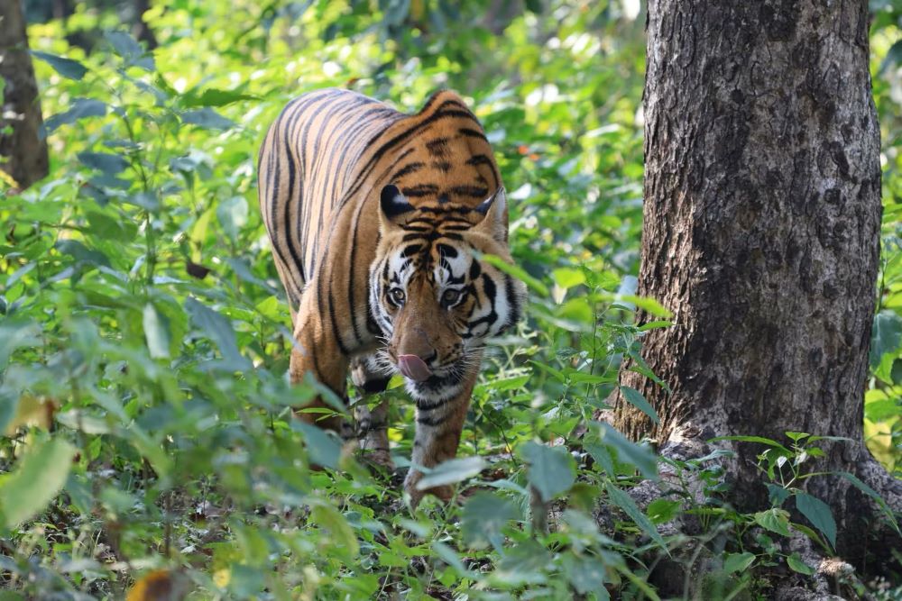 Tiger in Grassy Field