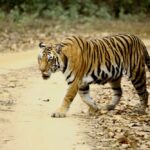 Panna Safari Guide