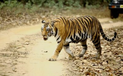 Panna National Park Safari Guide: Zones, Timing, and Booking