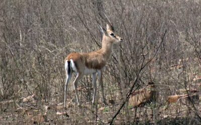 Panna National Park in Summer: What to Expect on Safari