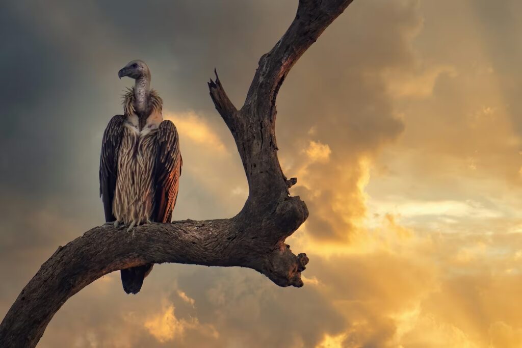 Long billed Vulture